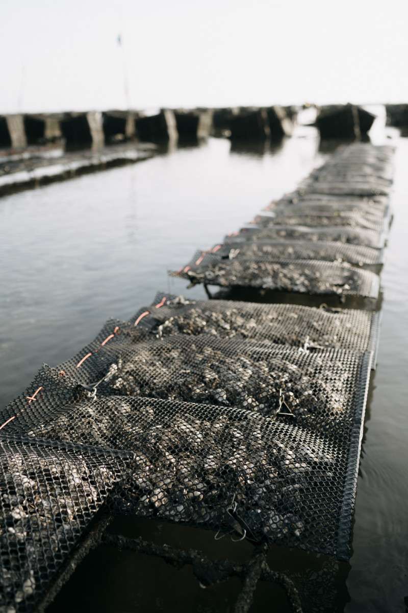 Oyster Farm