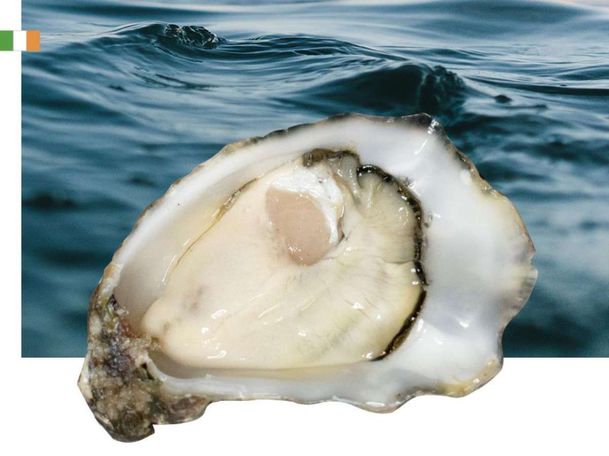 Rock Oysters