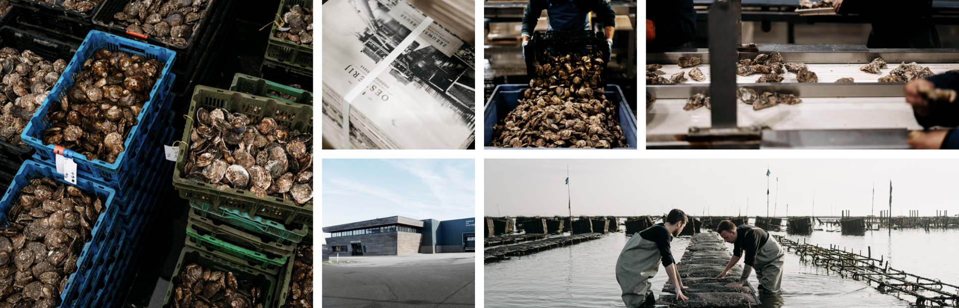 World of Oysters