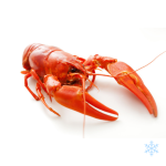 Cooked Crayfish In Dill Brine