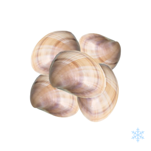 New Zealand Diamond Clams