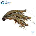 Whole Black Tiger Prawn