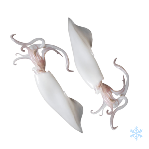 Whole cleaned squid