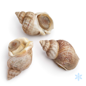 cooked whelk cooked frozen whelks cooked whelk Frozen Cooked Whelks