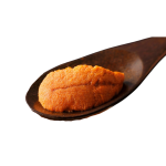 sea urchin
